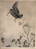 Flying Woodcock