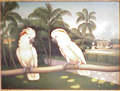 Moloccan Cockatoos near a Fountain in Palm Beach