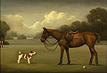 Polo Pony With A Jack Russell Terrier