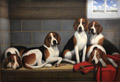 Foxhounds in a Kennel