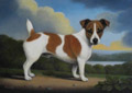 Jack Russell Terrier