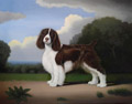 English Springer Spaniel