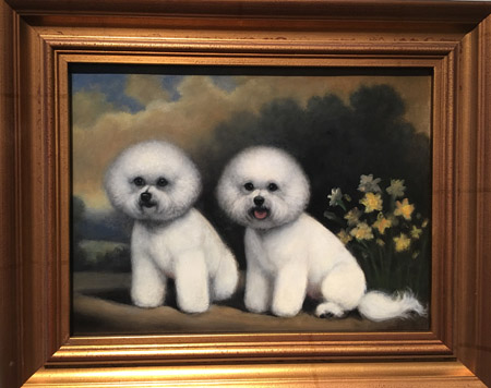 Bichon Frise