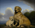 Golden Retriever Mother and Puppy