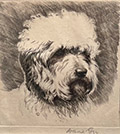 Dandie Dinmont Terrier