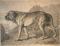 An Alpine Mastiff